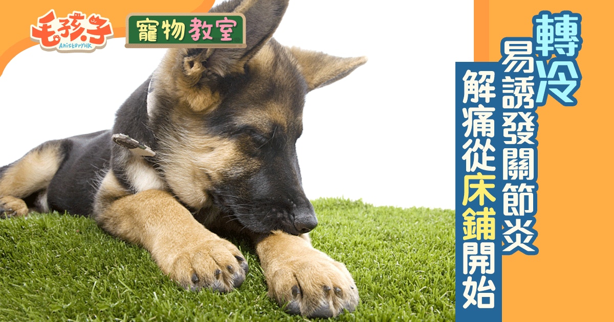 天氣轉涼狗狗關節炎疼痛暖床減重是關鍵 香港01 寵物
