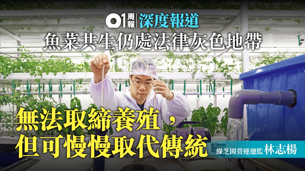 【環保海鮮．三】室內養魚兼種菜　高科技養殖成漁業出路？