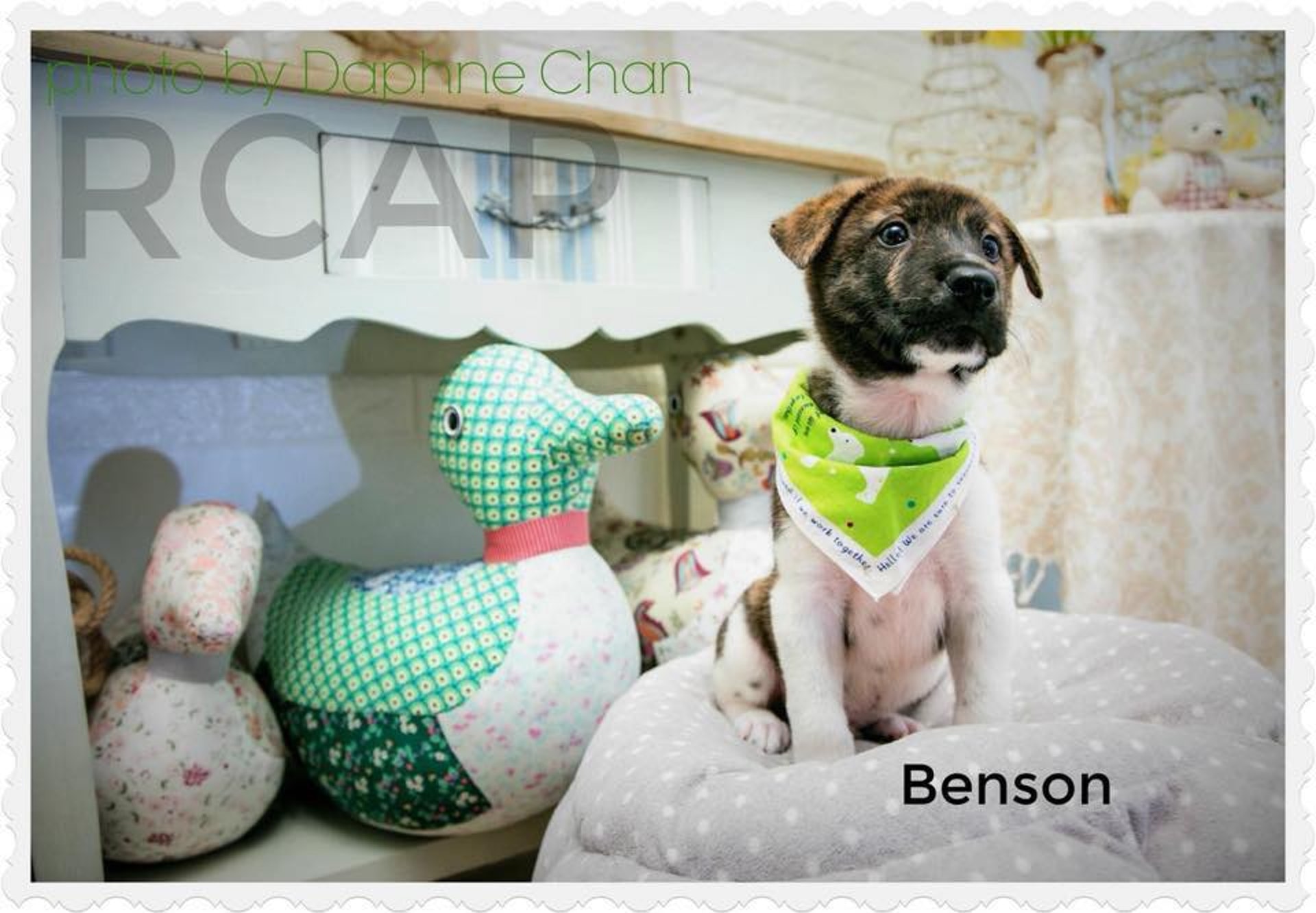 可愛的狗狗,正待有心人領養回家。(RCAP) 可愛的狗狗,正待有心人領養回家。(RCAP)