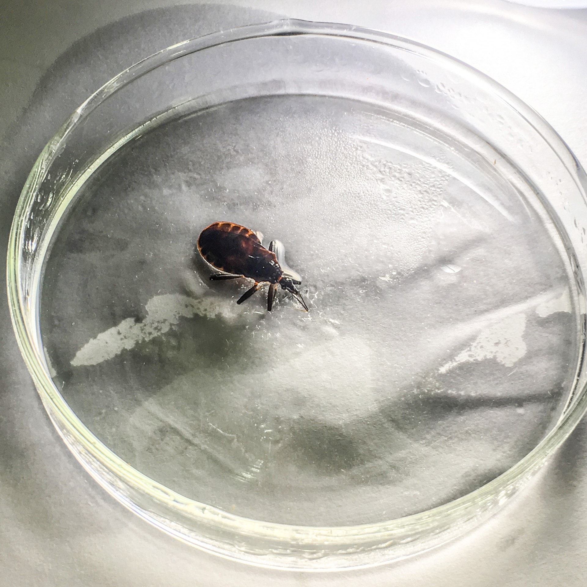 「木蝨王」正確名稱是錐蝽，和香港常見的床蝨不是同一種蟲，體型大得多。（視覺中國）