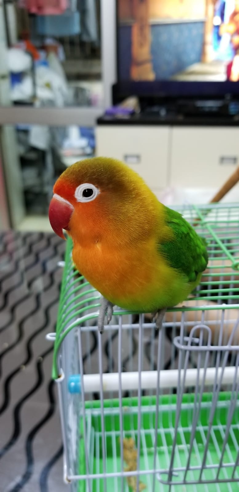 雌性愛情鳥「7仔」周一上午飛出寓所窗戶後失蹤。(受訪者提供) 雌性愛情鳥「7仔」周一上午飛出寓所窗戶後失蹤。(受訪者提供)