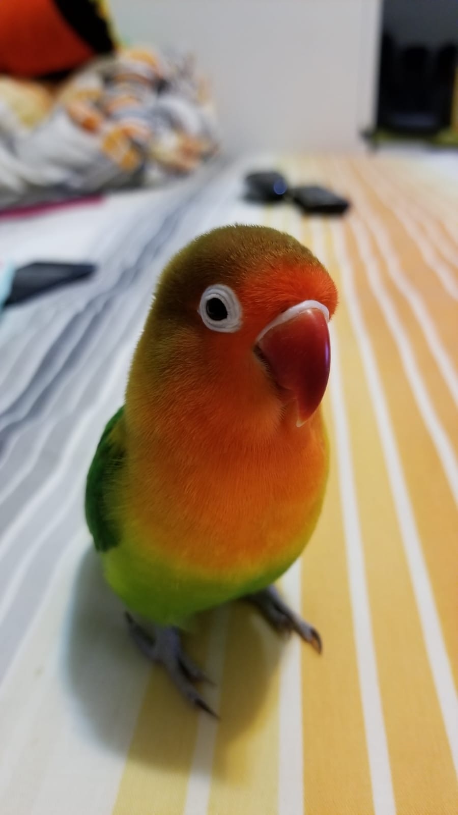 從不打算養寵物的Jacky,遇到「7仔」後瞬即被牠溶化。(受訪者提供) 從不打算養寵物的Jacky,遇到「7仔」後瞬即被牠溶化。(受訪者提供)