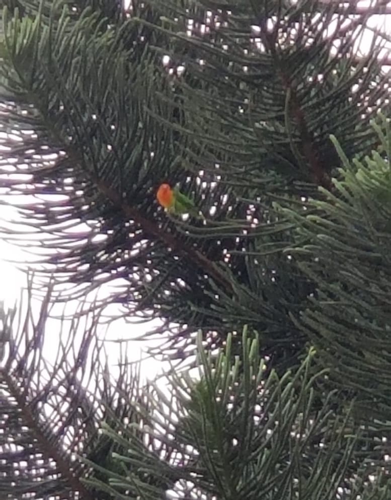 Jacky表示曾於愛雀走失翌日,看到牠站於公園的樹上。(受訪者提供) Jacky表示曾於愛雀走失翌日,看到牠站於公園的樹上。(受訪者提供)