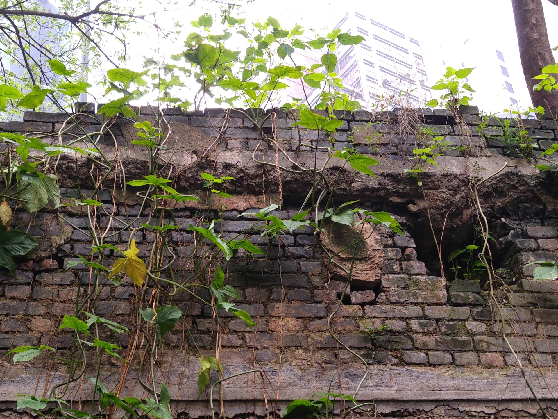 閣麟街「背靠背」唐樓群的遺跡逾130年歷史,為全港獨有。(譚貴鴻攝) 閣麟街「背靠背」唐樓群的遺跡逾130年歷史,為全港獨有。(譚貴鴻攝)