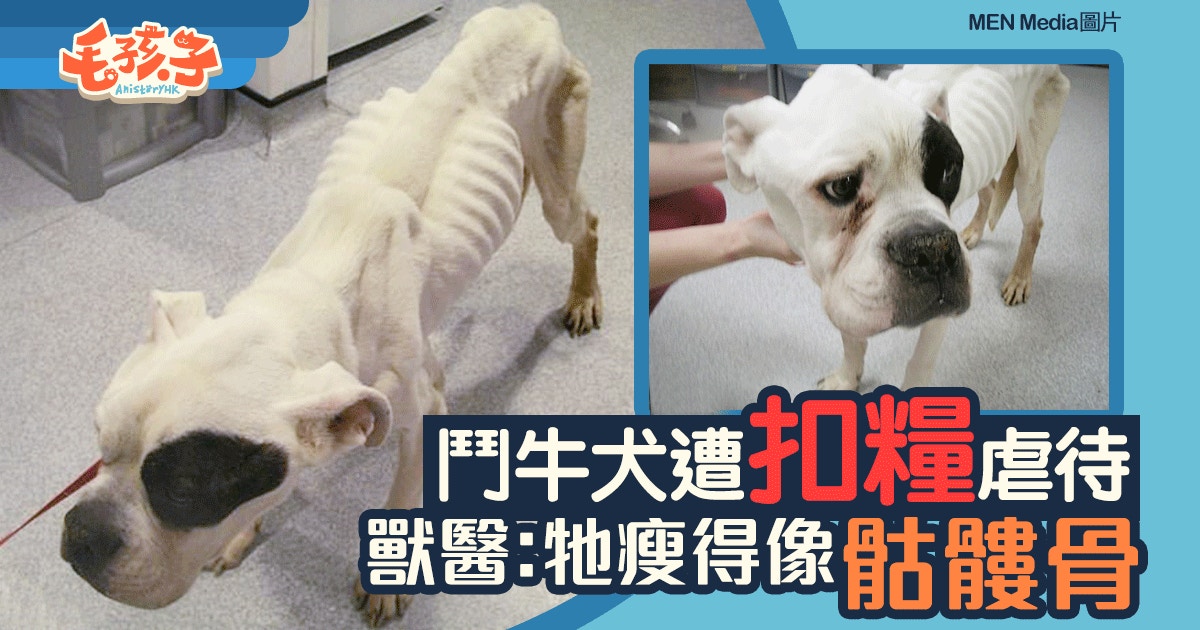 鬥牛犬遭 扣糧 虐待成骷髏骨獸醫 生涯中見過最瘦的狗 香港01 寵物