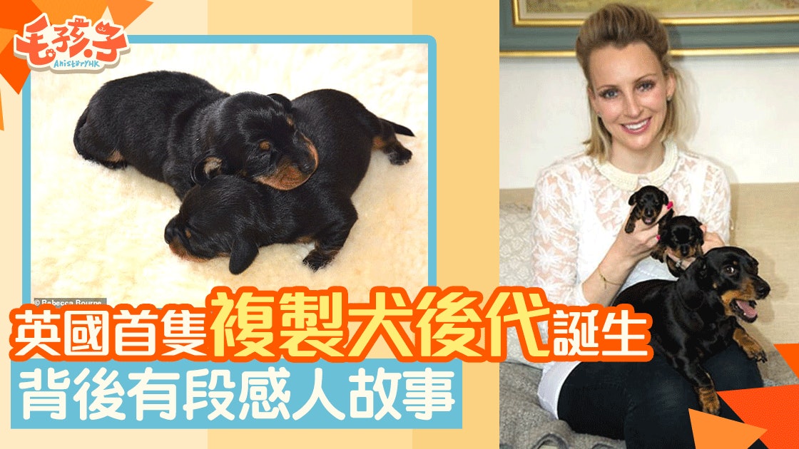 英國複製犬誕後代成首例! 狗主每次看到牠就憶起傷心事 英國複製犬誕後代成首例! 狗主每次看到牠就憶起傷心事