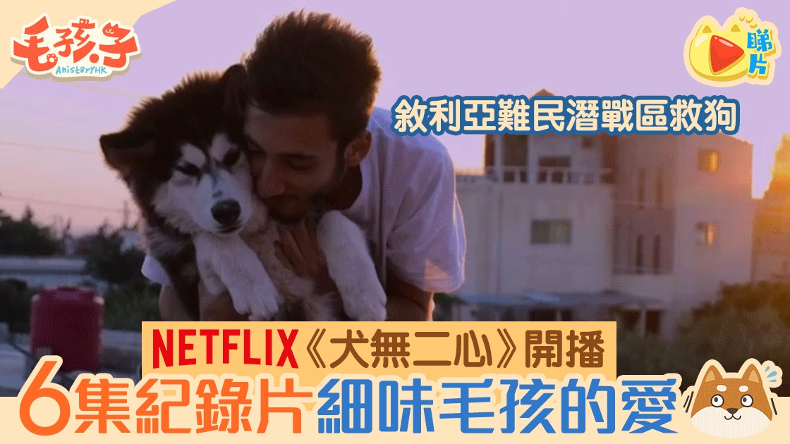 【Netflix】人狗紀錄片《犬無二心》開播 細味6個催淚故事!