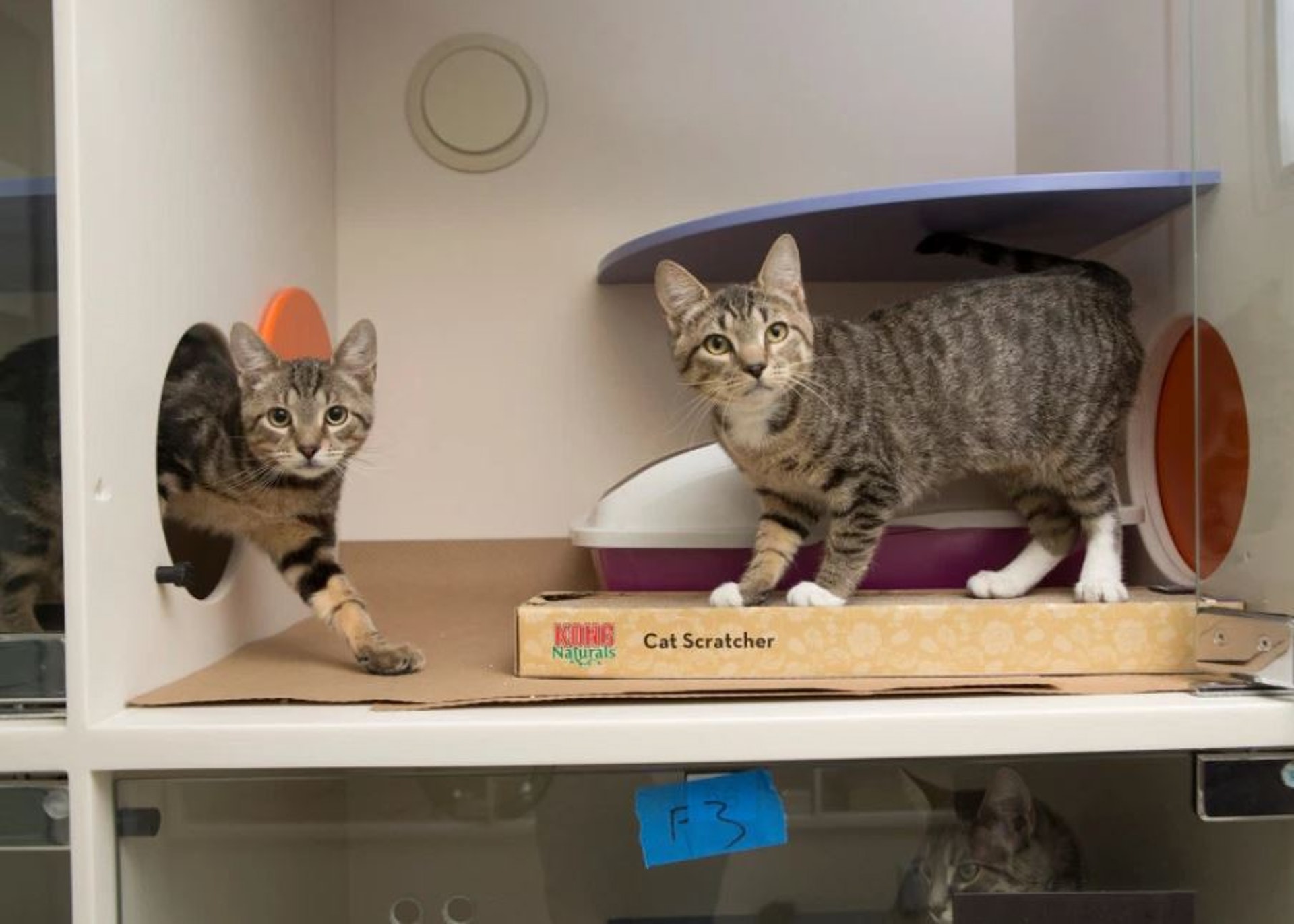 在「貓貓星期五」當天,所有領養者均可按意願隨意支付領養費。(ASPCA) 在「貓貓星期五」當天,所有領養者均可按意願隨意支付領養費。(ASPCA)