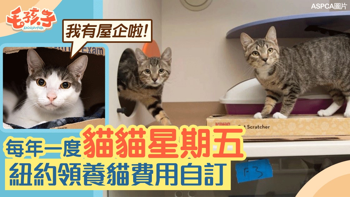 「貓貓星期五」領養節!任付領養費 鼓勵代替購買 「貓貓星期五」領養節!任付領養費 鼓勵代替購買