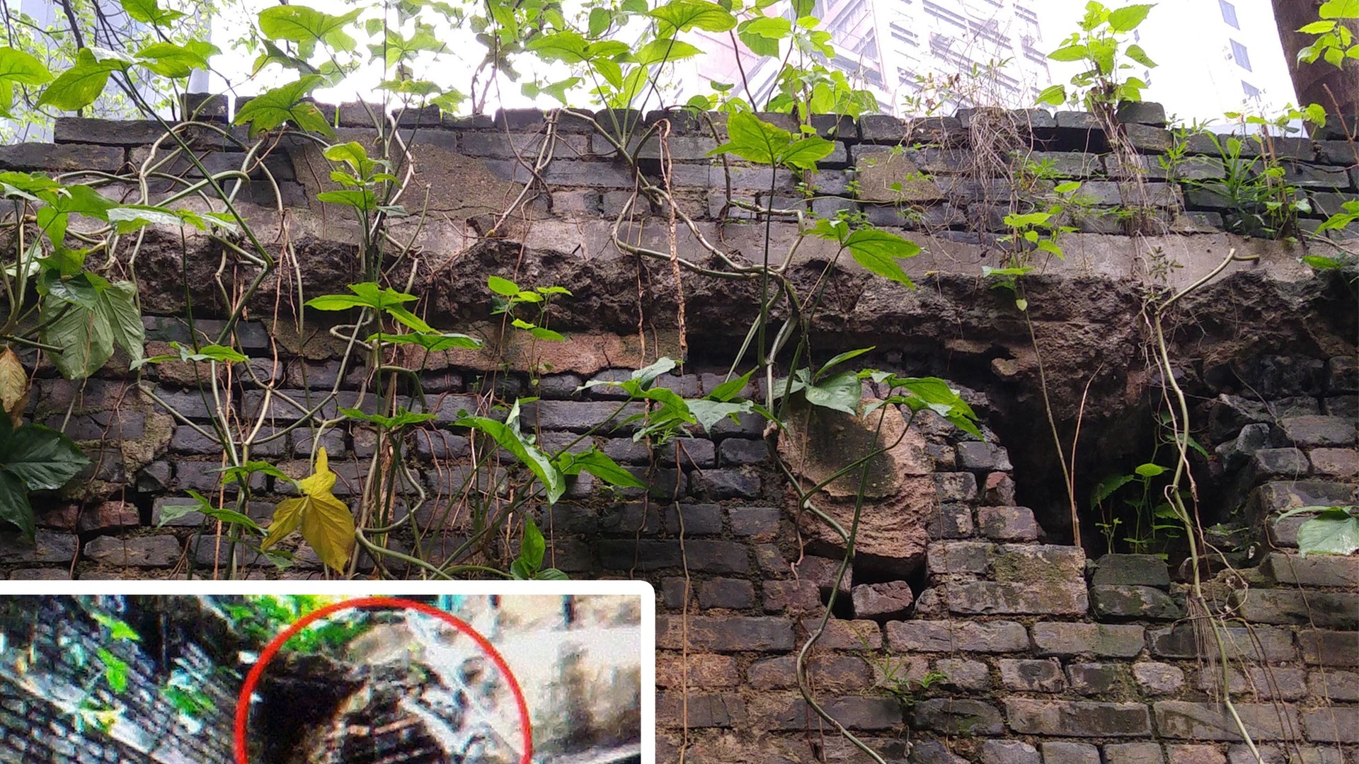 【古蹟保育】全港唯一無後巷唐樓「背靠背」牆 古諮會現重新評級 【古蹟保育】全港唯一無後巷唐樓「背靠背」牆 古諮會現重新評級