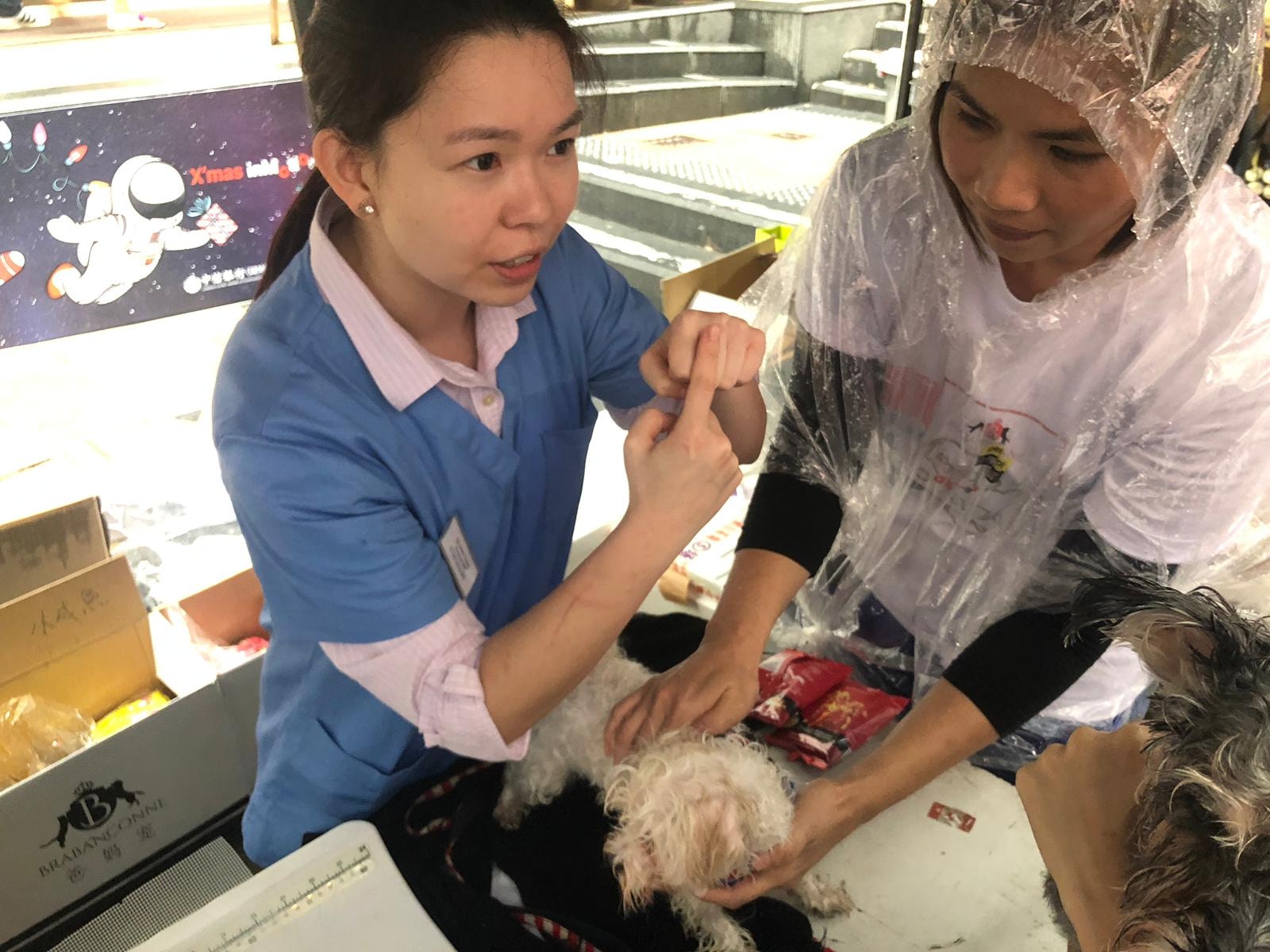 有寵物保險公司單位邀請本地獸醫到攤位,為狗狗提供簡單身體檢查。(鄧偉傑攝) 有寵物保險公司單位邀請本地獸醫到攤位,為狗狗提供簡單身體檢查。(鄧偉傑攝)