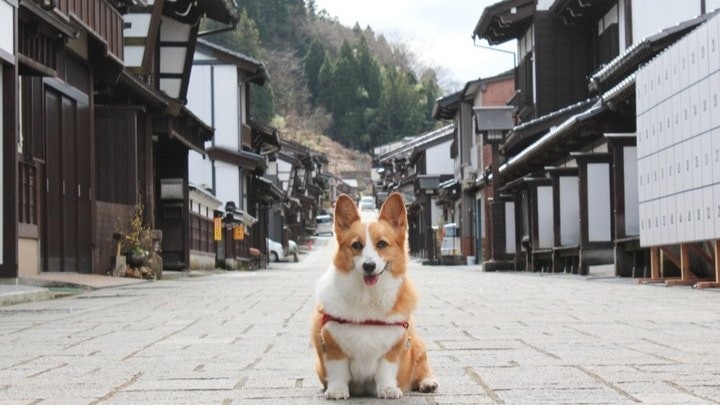 日本自駕遊 帶埋狗狗遊恩賜箱根公園散步打卡賞蘆之湖富士山 香港01 旅遊