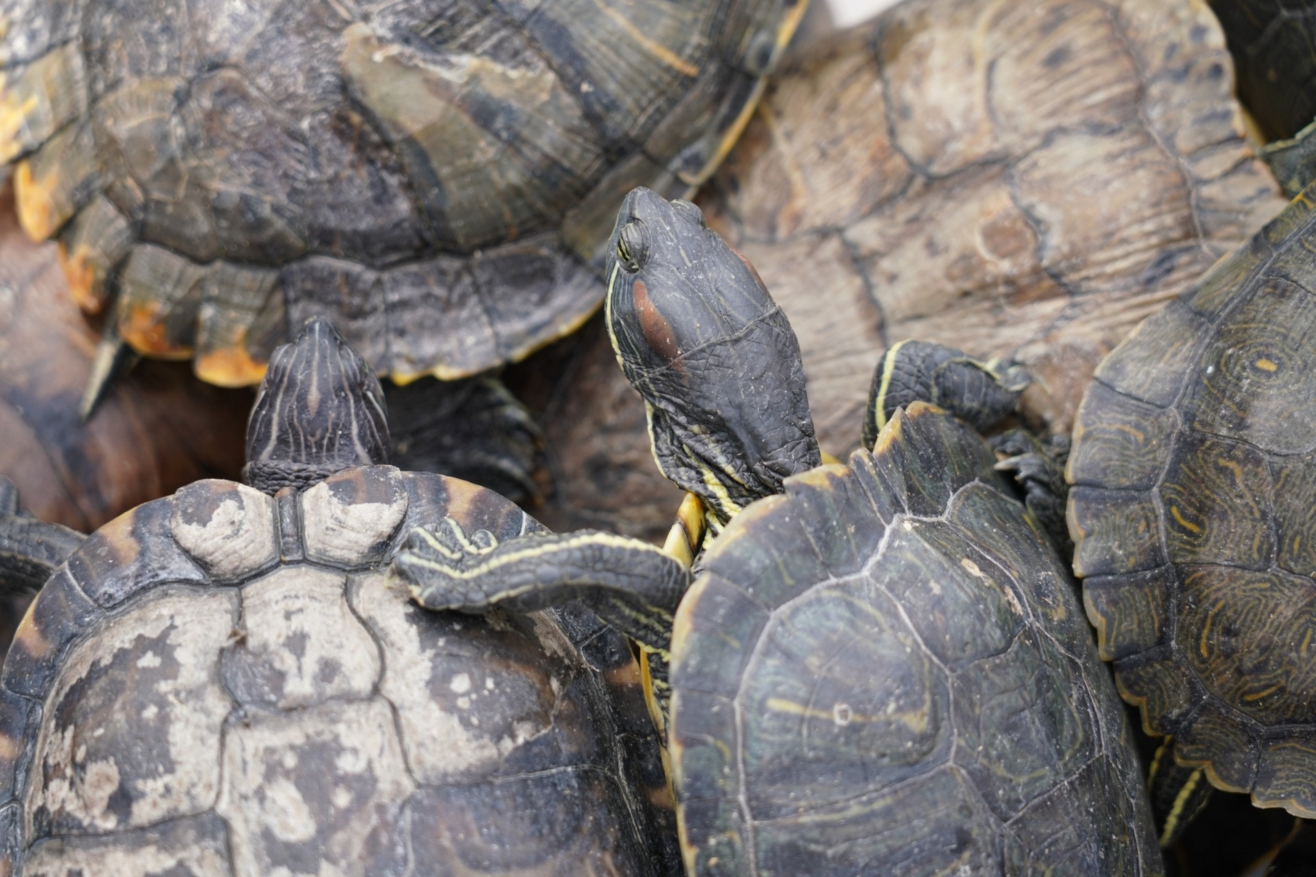 是次兩爬協會接收了逾80隻水池龜。(植加佑攝) 是次兩爬協會接收了逾80隻水池龜。(植加佑攝)
