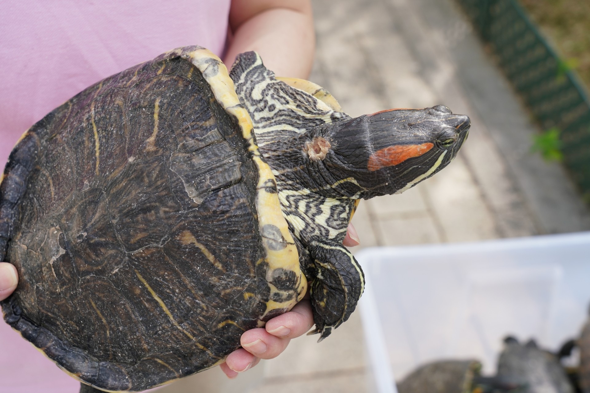 龜頸上有傷口,疑互咬所致。(植加佑攝) 龜頸上有傷口,疑互咬所致。(植加佑攝)