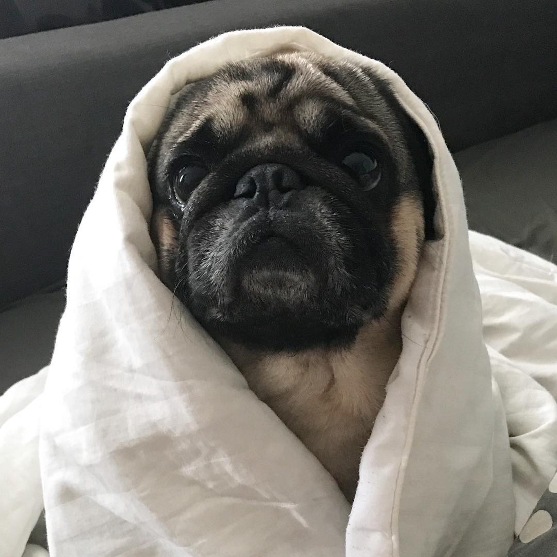 插畫主角Mochi(IG@157ofgemma) 插畫主角Mochi(IG@157ofgemma)