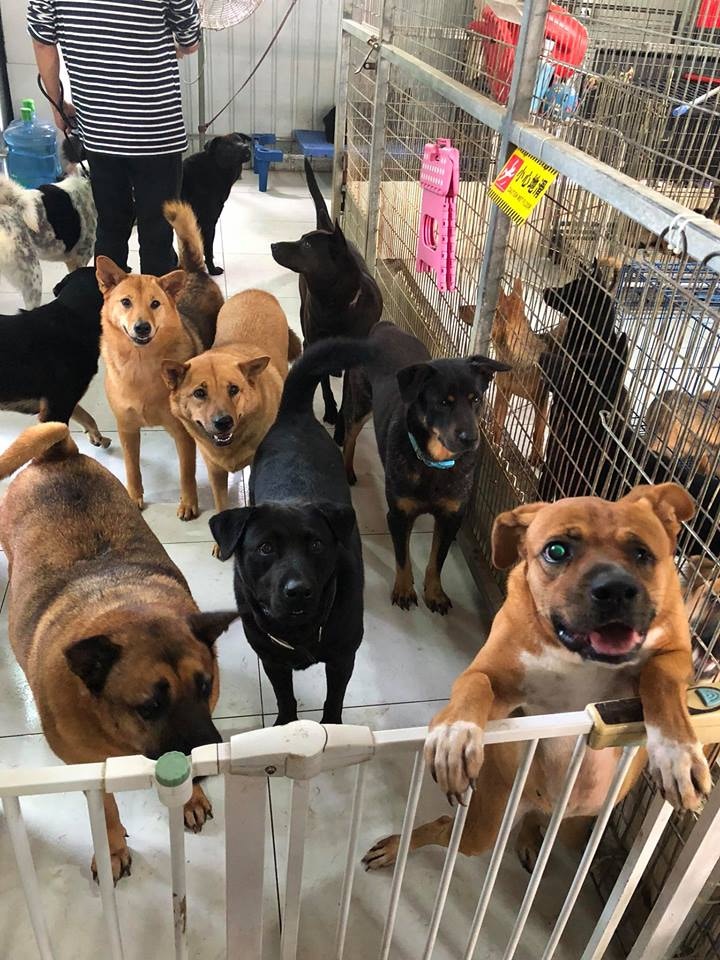 (Facebook@毛孩守護者) (Facebook@毛孩守護者)