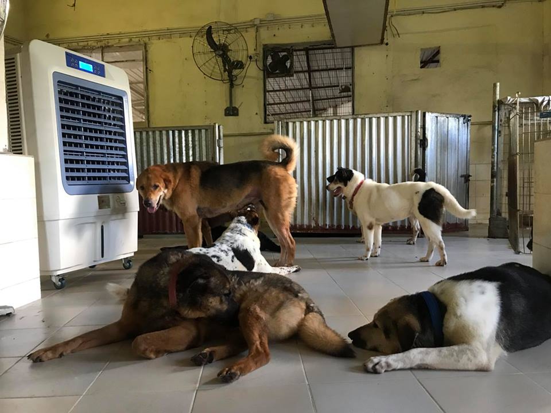 (Facebook@吳家村狗狗之家) (Facebook@吳家村狗狗之家)