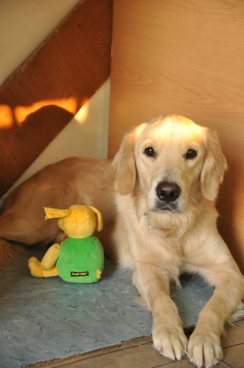 蕃薯現年10歲。(受訪者提供) 蕃薯現年10歲。(受訪者提供)