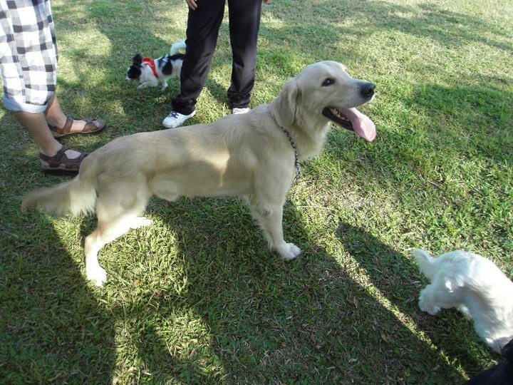 林小姐表示蕃薯身體健康,無需服藥。(受訪者提供) 林小姐表示蕃薯身體健康,無需服藥。(受訪者提供)