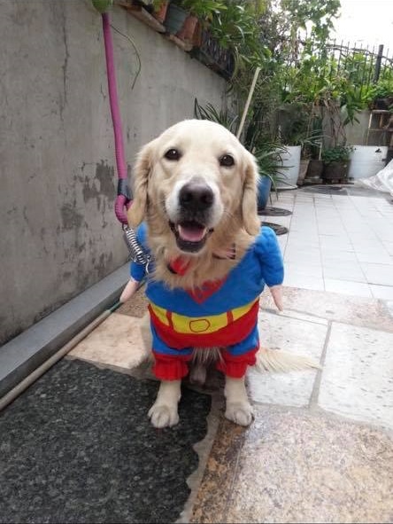 金毛犬蕃薯失蹤接近1天。(受訪者提供) 金毛犬蕃薯失蹤接近1天。(受訪者提供)