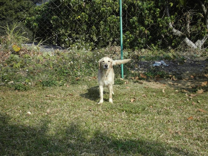 蕃薯就像林小姐的兒子般。(受訪者提供) 蕃薯就像林小姐的兒子般。(受訪者提供)