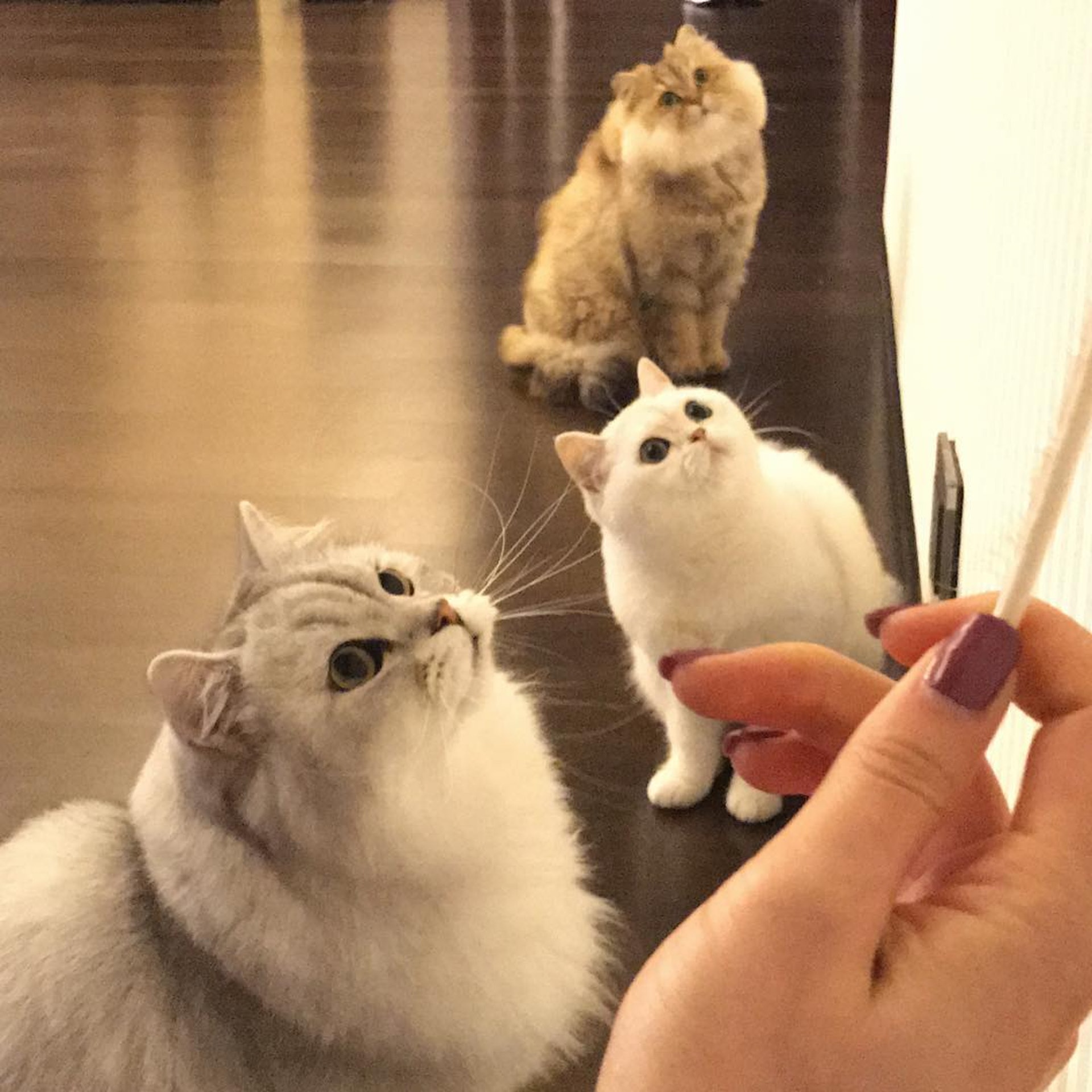 (IG圖片) (IG圖片)