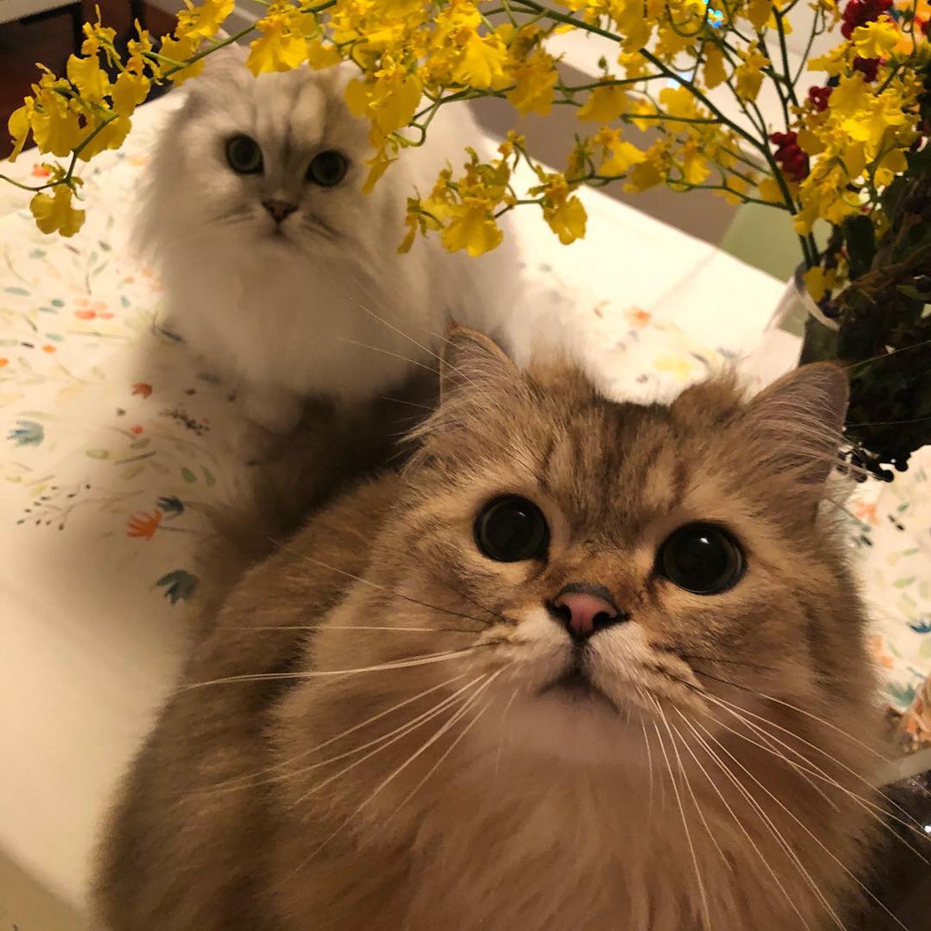 (IG圖片) (IG圖片)