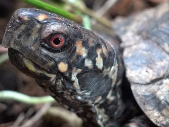 東部箱龜又名東箱龜。(植加佑攝) 東部箱龜又名東箱龜。(植加佑攝)