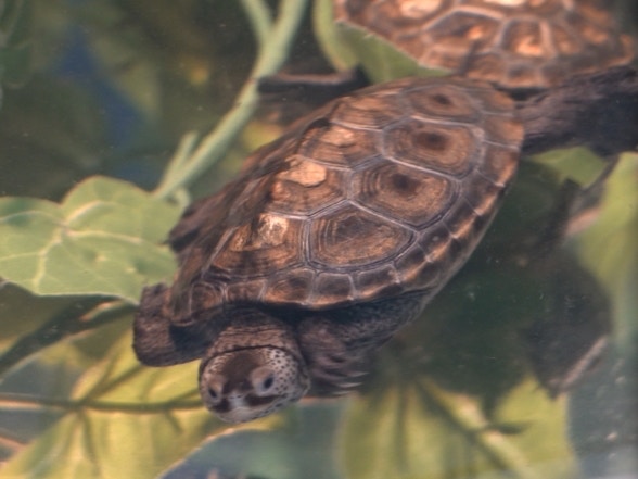 鑽紋龜(植加佑攝) 鑽紋龜(植加佑攝)