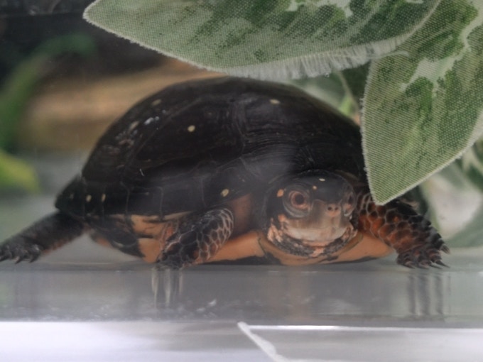 星點水龜又稱星點龜。(植加佑攝) 星點水龜又稱星點龜。(植加佑攝)