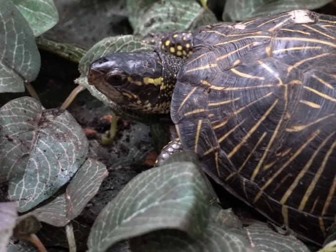 佛羅里達箱龜又稱佛箱龜。(植加佑攝) 佛羅里達箱龜又稱佛箱龜。(植加佑攝)