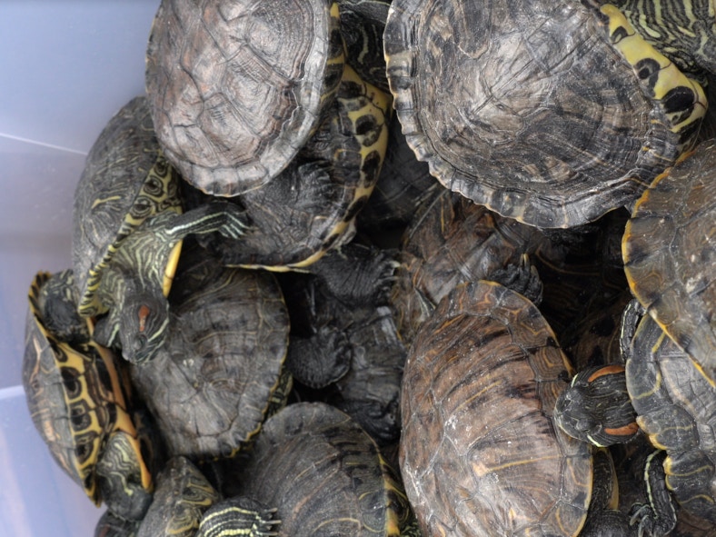 龜隻迫爆膠箱。(植加佑攝) 龜隻迫爆膠箱。(植加佑攝)