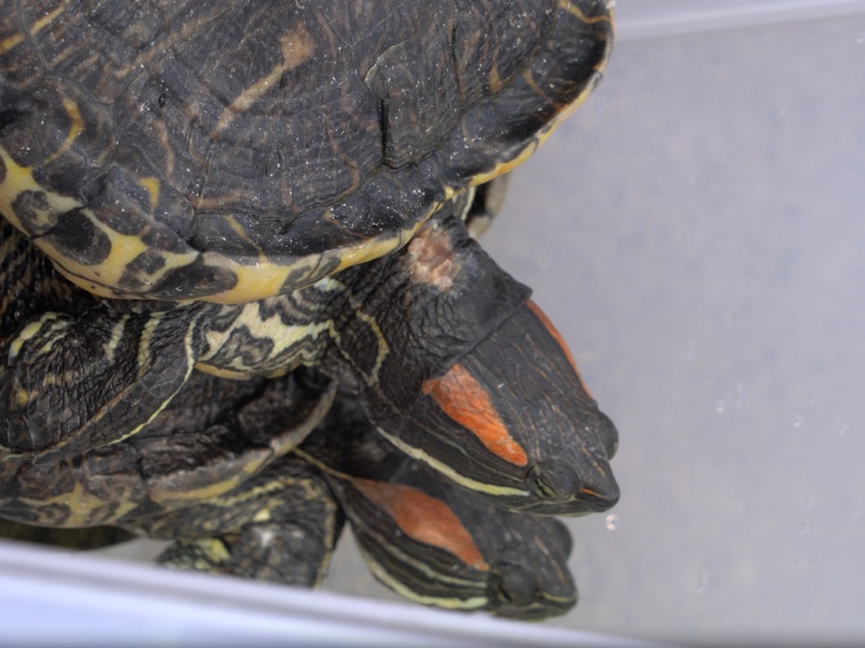 水池龜健康狀況欠佳。(植加佑攝) 水池龜健康狀況欠佳。(植加佑攝)