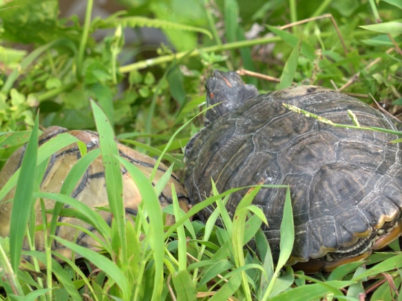 龜隻最後由一家農莊接收。(植加佑攝) 龜隻最後由一家農莊接收。(植加佑攝)