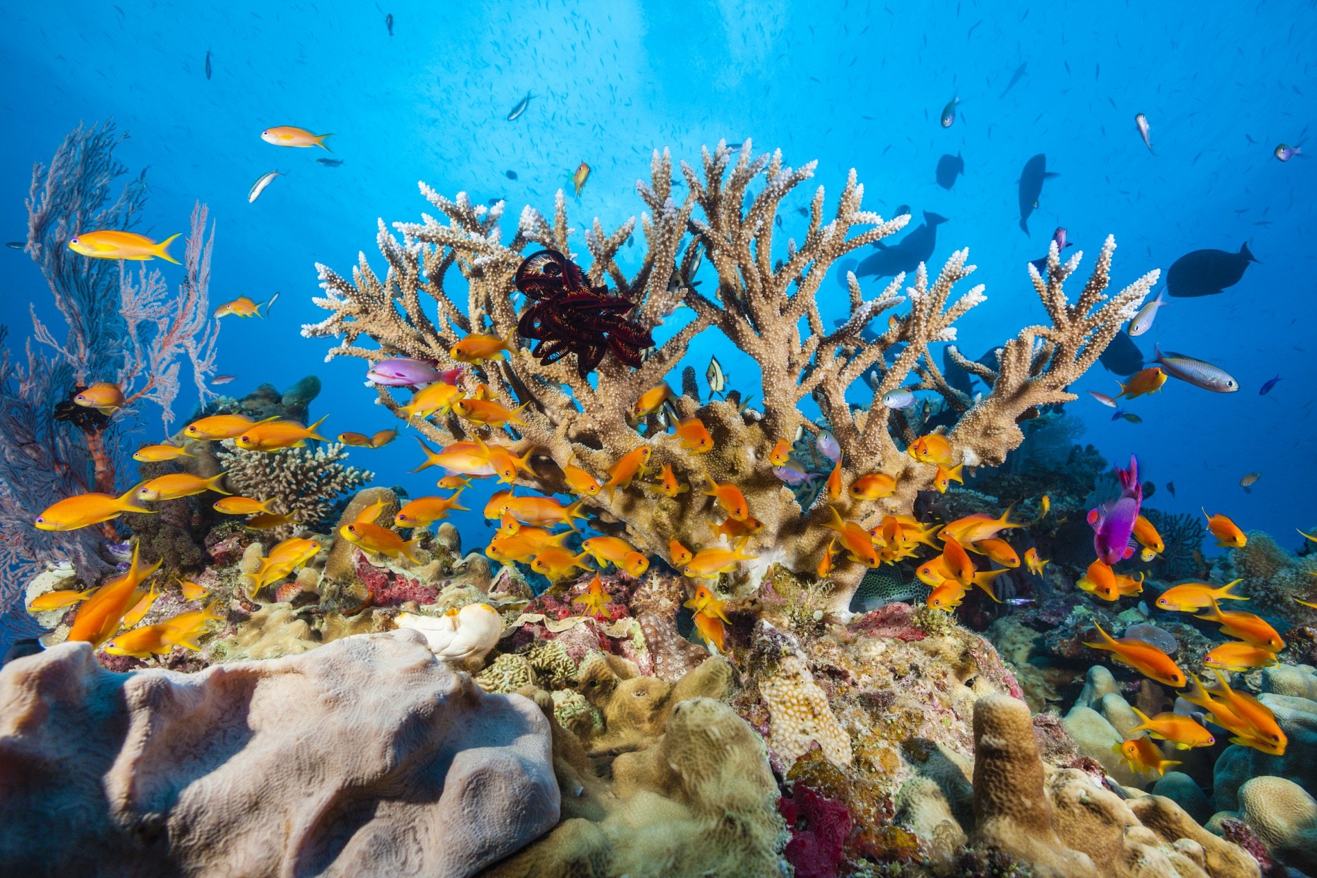 拯救澳洲大堡礁珊瑚科學家展開史上最大規模復育行動