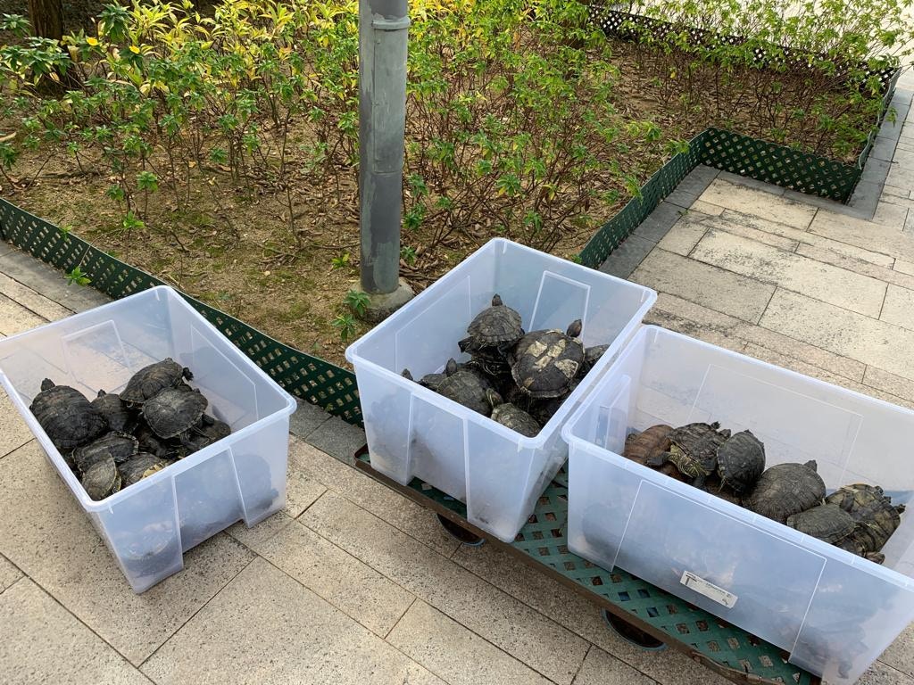 協會今次接收了逾80隻水池龜。(植加佑攝) 協會今次接收了逾80隻水池龜。(植加佑攝)