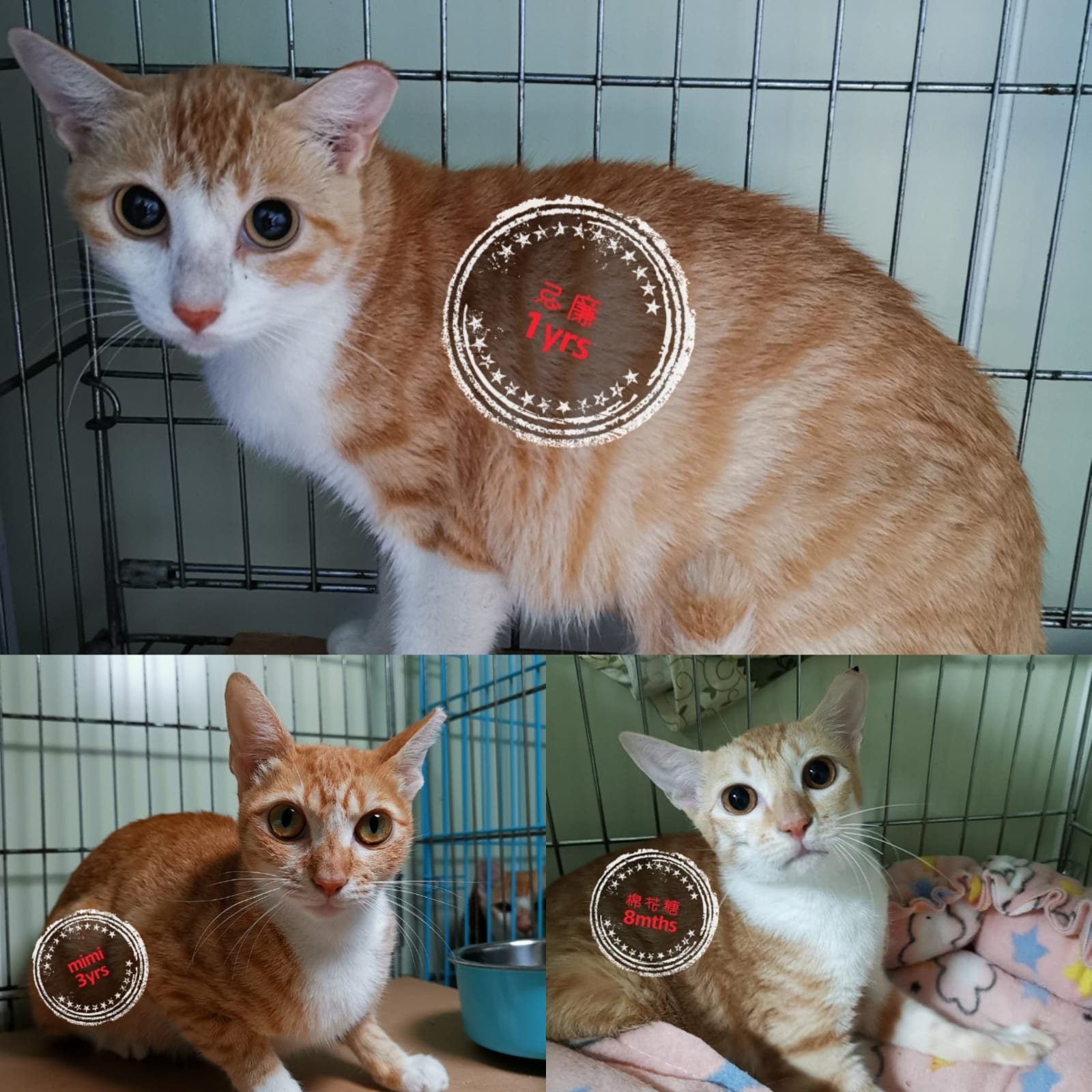 關注組暫租的地鋪租約期至12月,目前仍有8隻黃白花貓有待領養,關注組連日來在網上作出呼籲。﹝圖片由受訪者提供﹞ 關注組暫租的地鋪租約期至12月,目前仍有8隻黃白花貓有待領養,關注組連日來在網上作出呼籲。﹝圖片由受訪者提供﹞