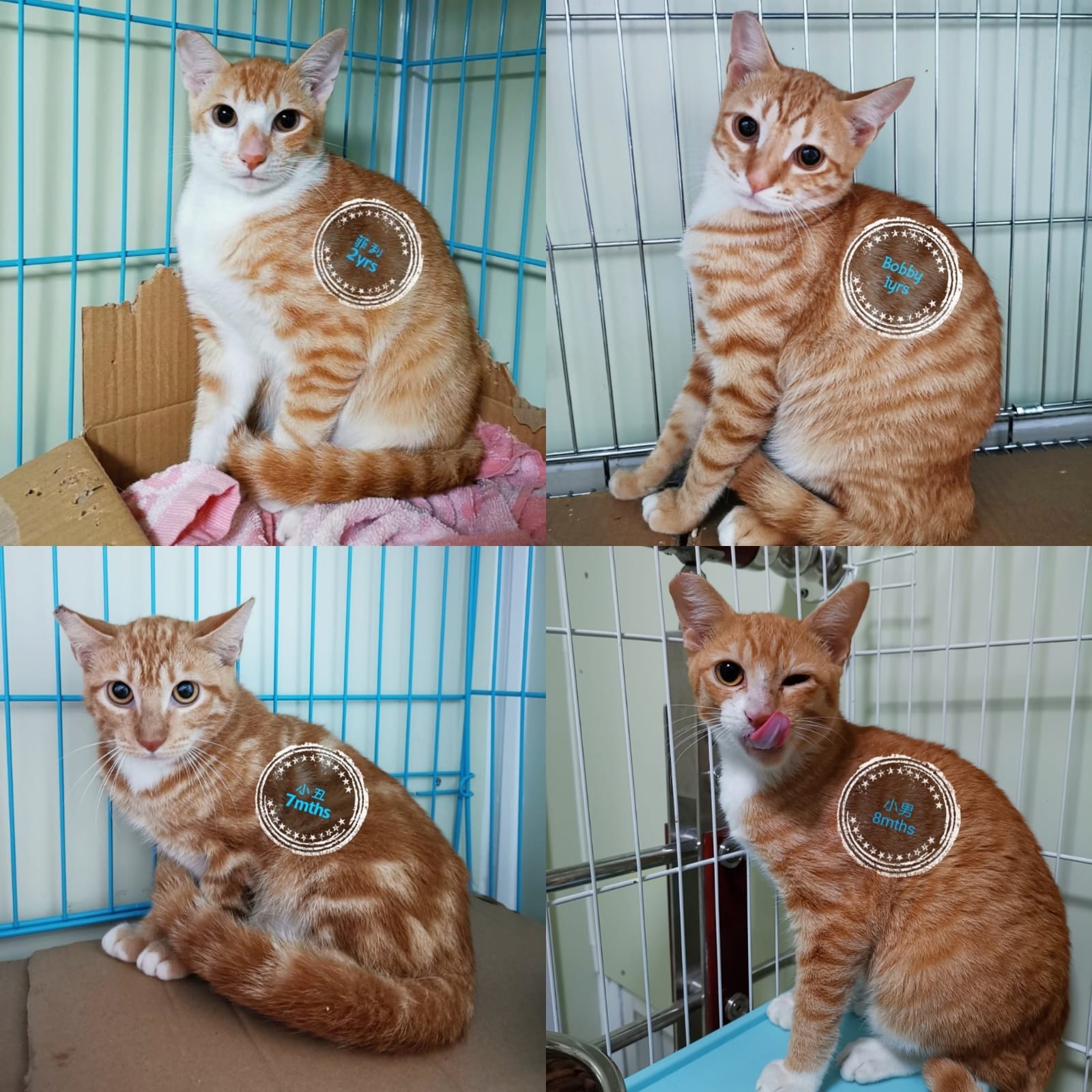 關注組暫租的地鋪租約期至12月,目前仍有8隻黃白花貓有待領養,關注組連日來在網上作出呼籲。﹝圖片由受訪者提供﹞ 關注組暫租的地鋪租約期至12月,目前仍有8隻黃白花貓有待領養,關注組連日來在網上作出呼籲。﹝圖片由受訪者提供﹞