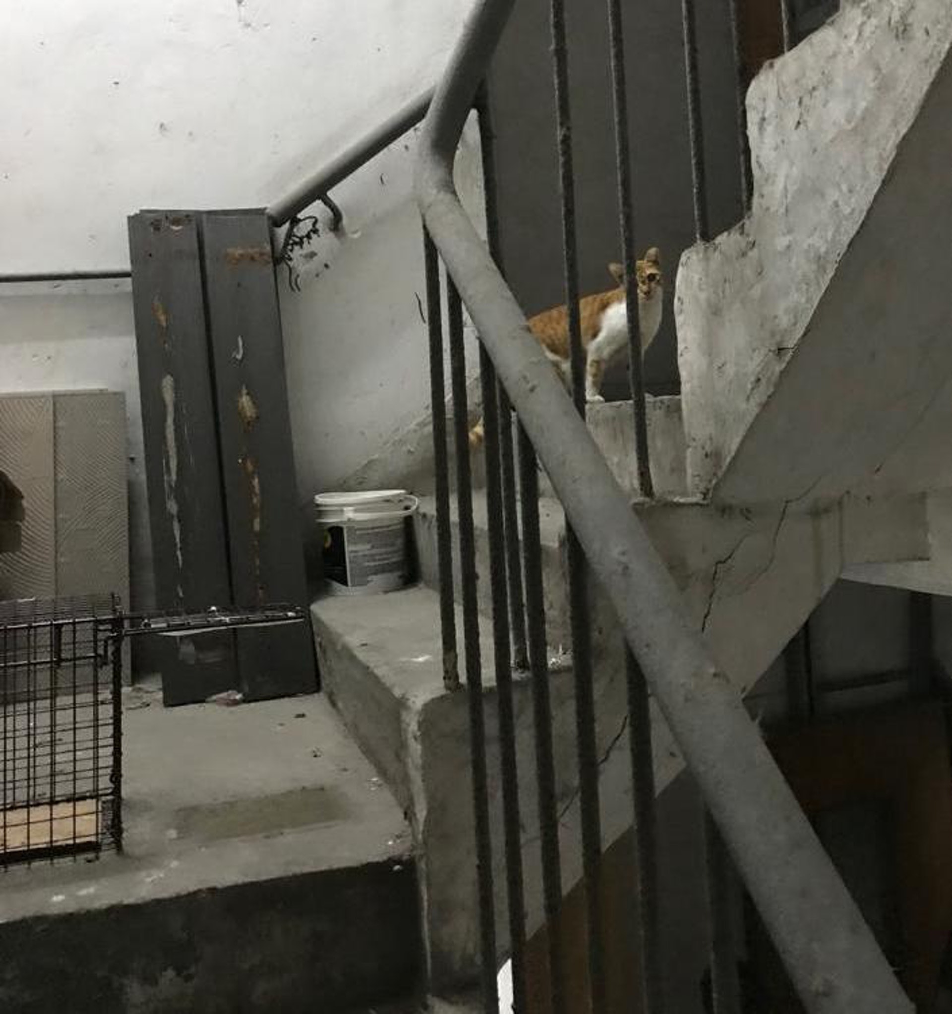 幾十隻貓的活動範圍遍佈整棟工廈,樓梯、天台、簷蓬等都見牠們的蹤影。﹝圖片由受訪者提供﹞ 幾十隻貓的活動範圍遍佈整棟工廈,樓梯、天台、簷蓬等都見牠們的蹤影。﹝圖片由受訪者提供﹞