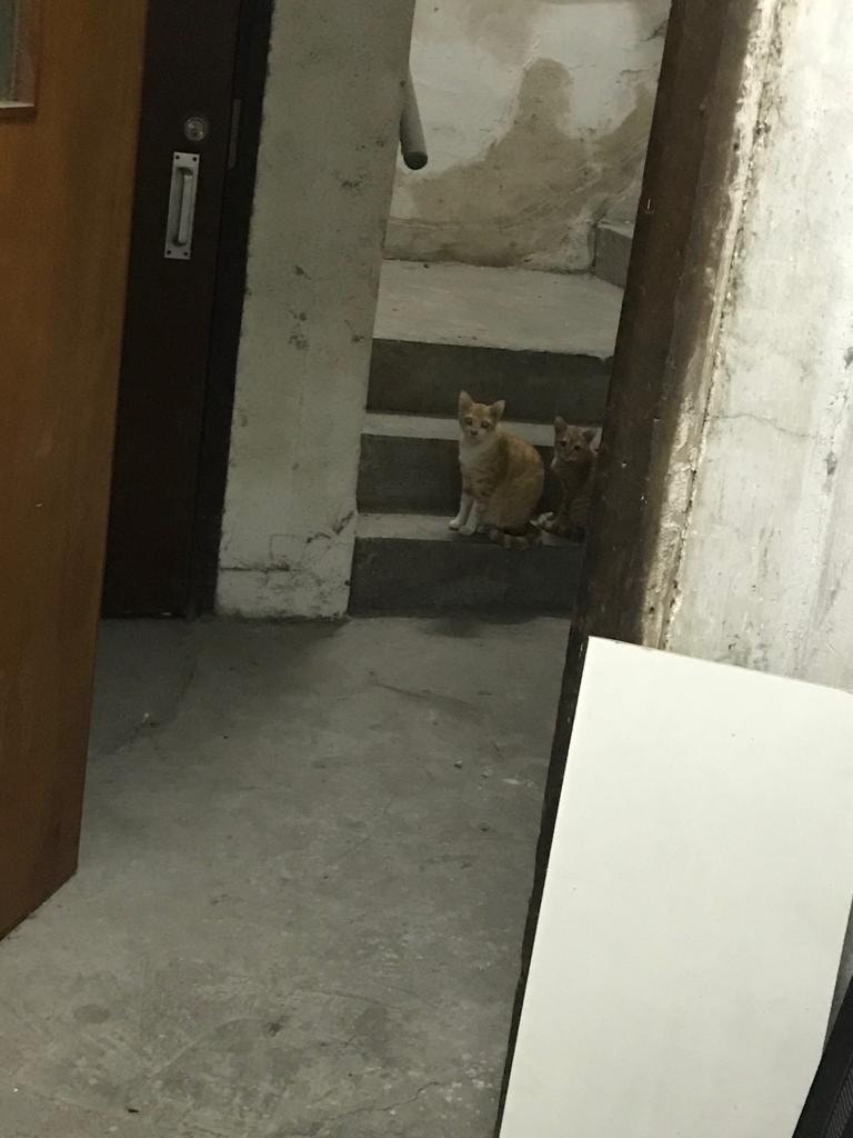 幾十隻貓的活動範圍遍佈整棟工廈,樓梯、天台、簷蓬等都見牠們的蹤影。﹝圖片由受訪者提供﹞ 幾十隻貓的活動範圍遍佈整棟工廈,樓梯、天台、簷蓬等都見牠們的蹤影。﹝圖片由受訪者提供﹞