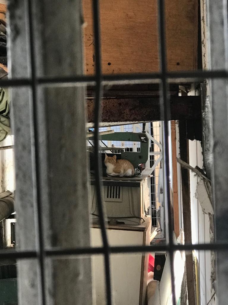 幾十隻貓的活動範圍遍佈整棟工廈,樓梯、天台、簷蓬等都見牠們的蹤影。﹝圖片由受訪者提供﹞ 幾十隻貓的活動範圍遍佈整棟工廈,樓梯、天台、簷蓬等都見牠們的蹤影。﹝圖片由受訪者提供﹞