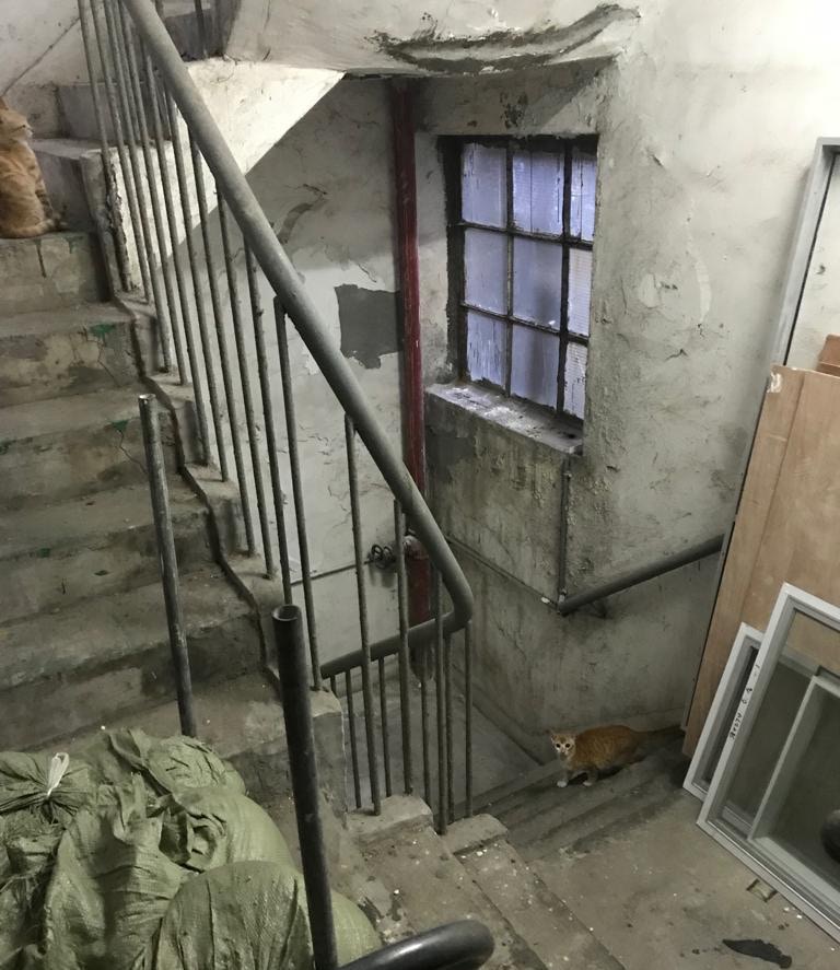 幾十隻貓的活動範圍遍佈整棟工廈,樓梯、天台、簷蓬等都見牠們的蹤影。﹝圖片由受訪者提供﹞ 幾十隻貓的活動範圍遍佈整棟工廈,樓梯、天台、簷蓬等都見牠們的蹤影。﹝圖片由受訪者提供﹞