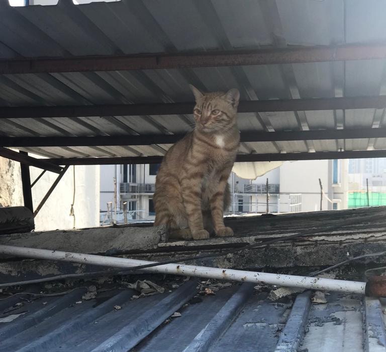 幾十隻貓的活動範圍遍佈整棟工廈,樓梯、天台、簷蓬等都見牠們的蹤影。﹝圖片由受訪者提供﹞ 幾十隻貓的活動範圍遍佈整棟工廈,樓梯、天台、簷蓬等都見牠們的蹤影。﹝圖片由受訪者提供﹞