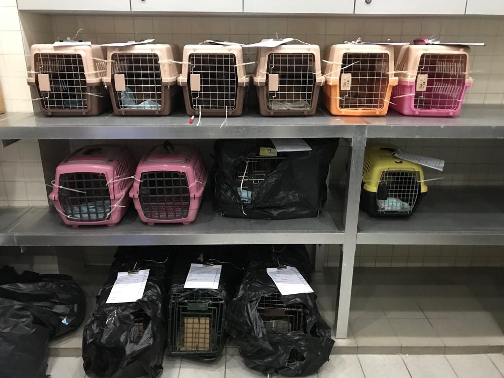 14隻花貓獲暫時安頓在區內一間地鋪內,目前已絕育,健康情況不俗。﹝圖片由受訪者提供﹞ 14隻花貓獲暫時安頓在區內一間地鋪內,目前已絕育,健康情況不俗。﹝圖片由受訪者提供﹞