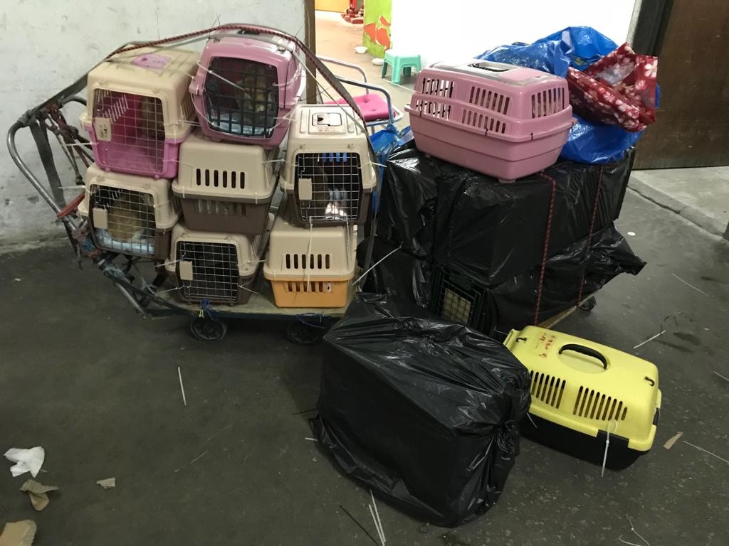 關注組因為安置空間有限,只能救走其中14隻貓,但工廈內仍有30多隻貓未有容身之所。﹝圖片由受訪者提供﹞ 關注組因為安置空間有限,只能救走其中14隻貓,但工廈內仍有30多隻貓未有容身之所。﹝圖片由受訪者提供﹞