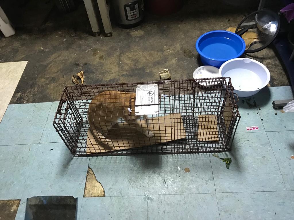 Suki表示,工廈內的花貓普遍身型較瘦削,身上有較多蝨。﹝圖片由受訪者提供﹞ Suki表示,工廈內的花貓普遍身型較瘦削,身上有較多蝨。﹝圖片由受訪者提供﹞