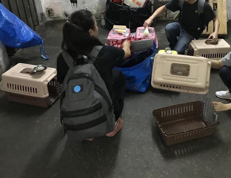 Suki和另外三名貓義工,在倉主的陪同下,在凌晨「捉走」14隻貓。﹝圖片由受訪者提供﹞ Suki和另外三名貓義工,在倉主的陪同下,在凌晨「捉走」14隻貓。﹝圖片由受訪者提供﹞
