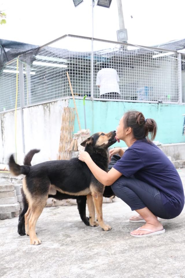 洪太預期丈夫完成頸椎手術至休養需時約半年,她表示永遠不會放棄營運狗場的信念,並等待丈夫出院一同照顧狗狗。(老有所依動物村-洪家棣 - Tai) 洪太預期丈夫完成頸椎手術至休養需時約半年,她表示永遠不會放棄營運狗場的信念,並等待丈夫出院一同照顧狗狗。(老有所依動物村-洪家棣 - Tai)