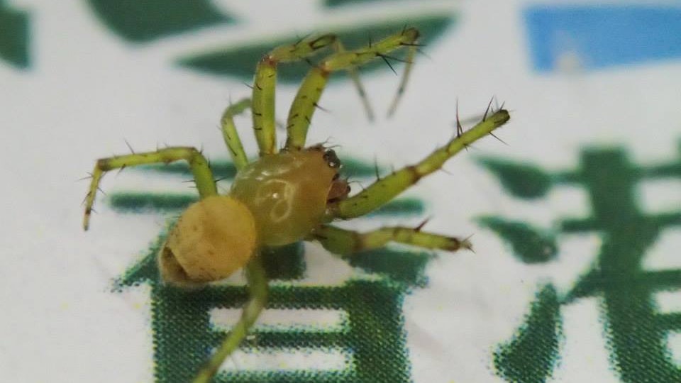 香港蜘蛛 欄杆篇 本土特有人工蜘蛛公路 香港蜘蛛 欄杆篇 本土特有人工蜘蛛公路