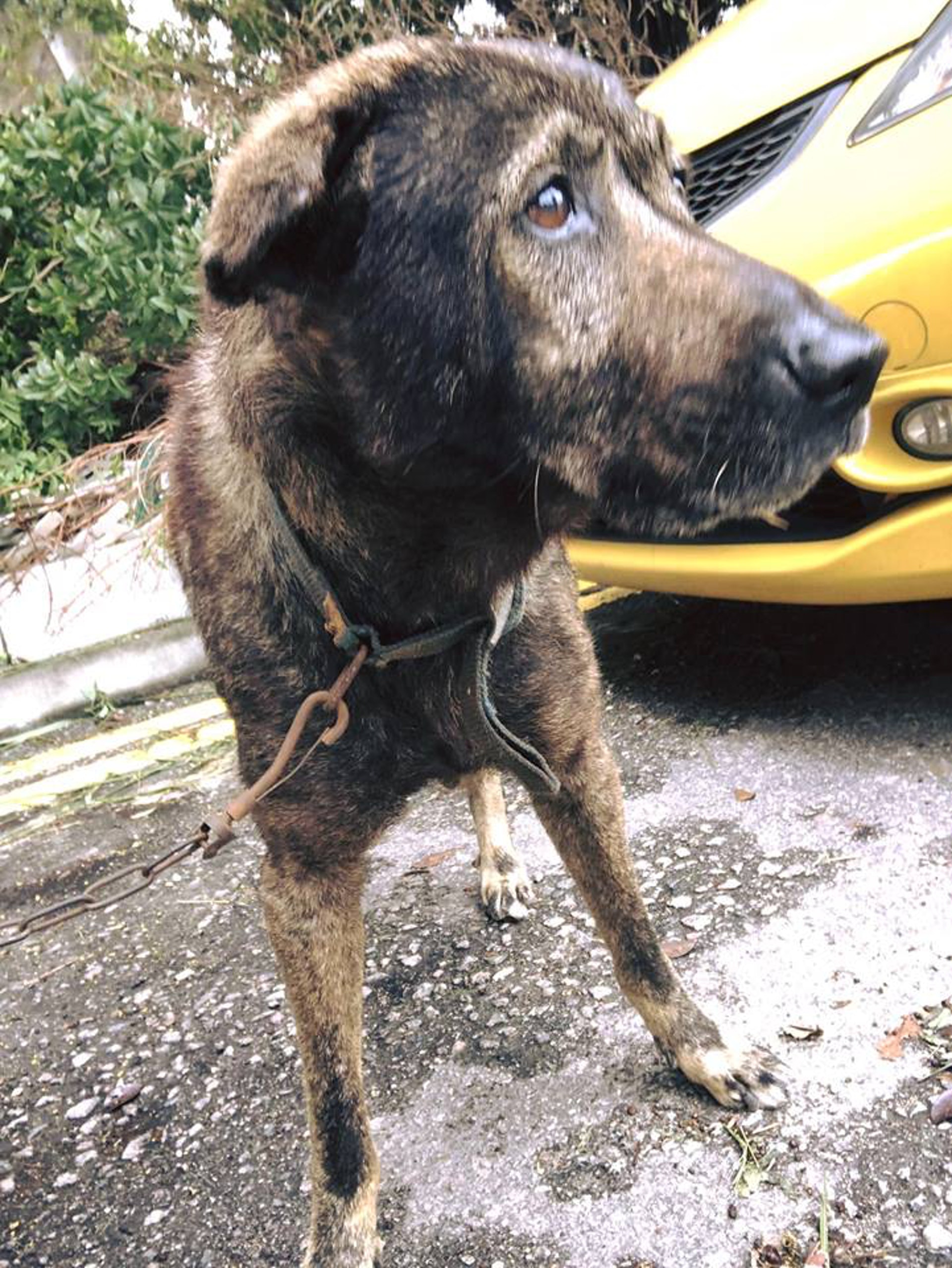 義工憶述致電予富仔主人的過程中,狗狗婝總會不斷周圍搜索著,每當有男士經過牠的身旁,更會上前查看,盼望主人再次出現。(毛孩守護者) 義工憶述致電予富仔主人的過程中,狗狗婝總會不斷周圍搜索著,每當有男士經過牠的身旁,更會上前查看,盼望主人再次出現。(毛孩守護者)